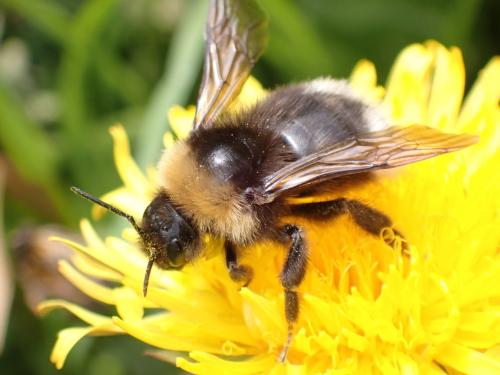 Réf. 293 614 : Bombus (norvegicus-sylvestris)